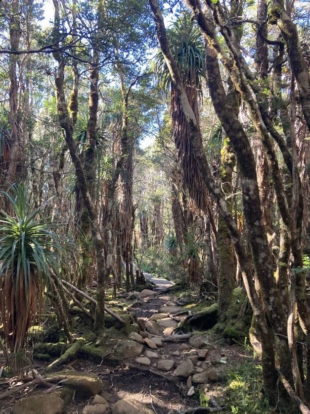 A typical stretch of rainforest trail.